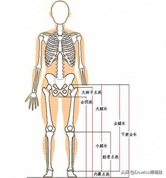 腿长的具体标准是什么_腿长的具体标准比例