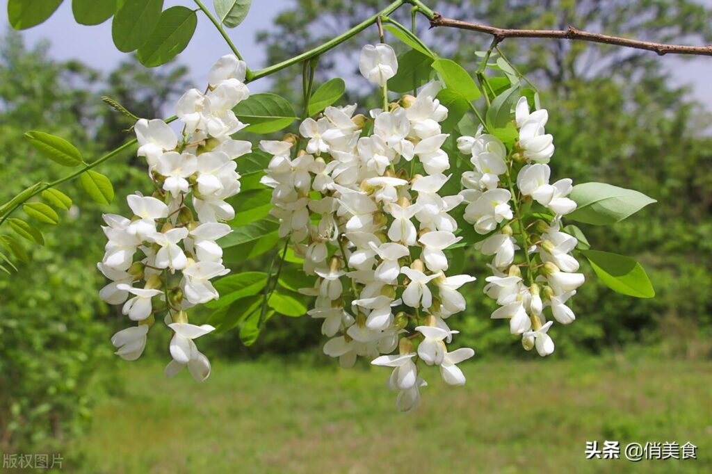 槐花怎么做_槐花的吃法与做法