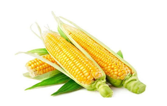 为什么减肥期间可以吃玉米_玉米的功效及营养价值