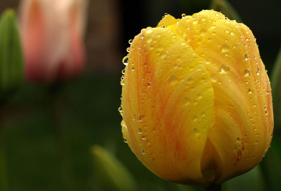 黄色郁金香花语是什么_黄色郁金香花语和寓意