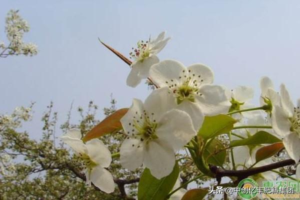 梨花是什么季节开的_梨花的花期和养护