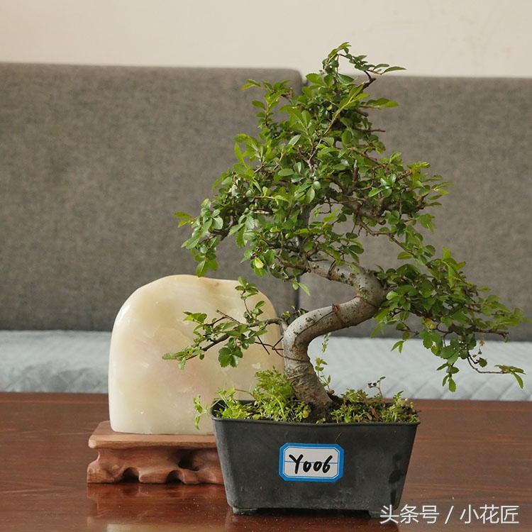 榆树盆景怎样种植_榆树盆景的种植方法