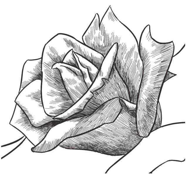 玫瑰花怎么画_玫瑰花的绘画步骤