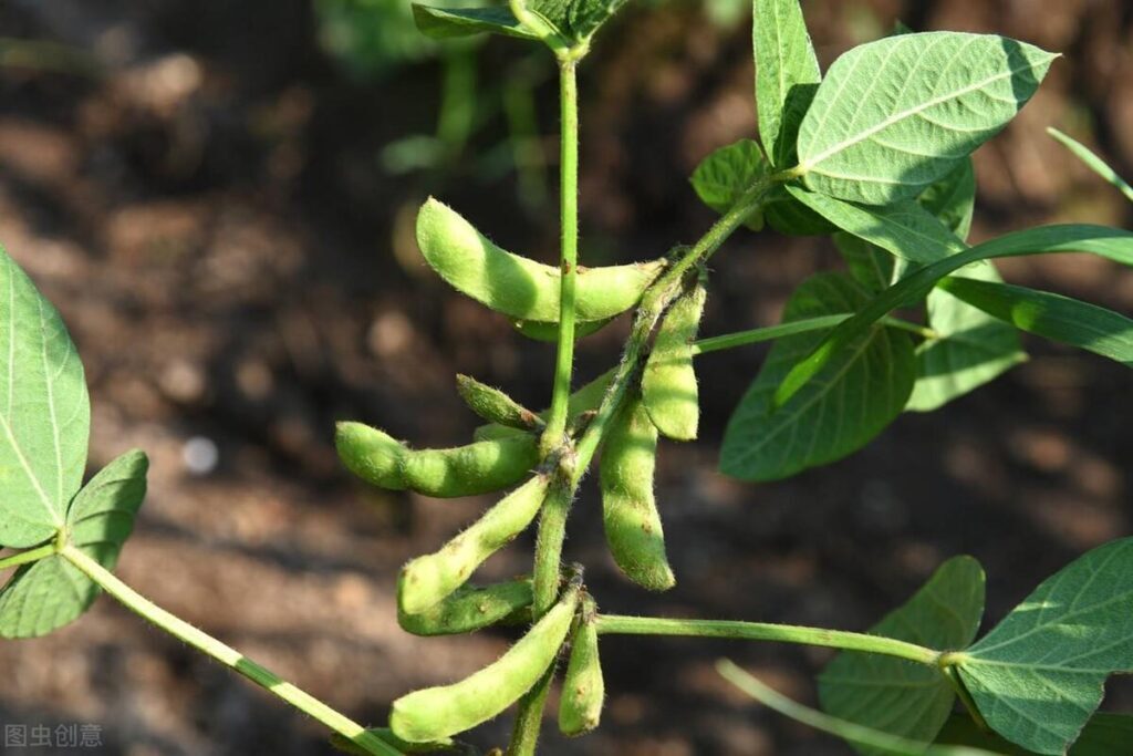 大豆怎么种植_大豆的种植技巧和注意事项