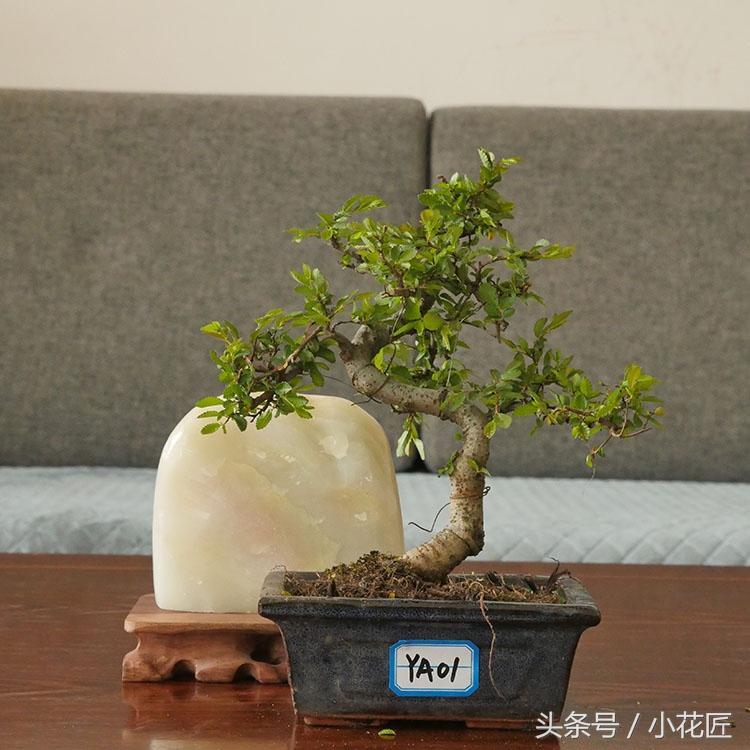 榆树盆景怎样种植_榆树盆景的种植方法