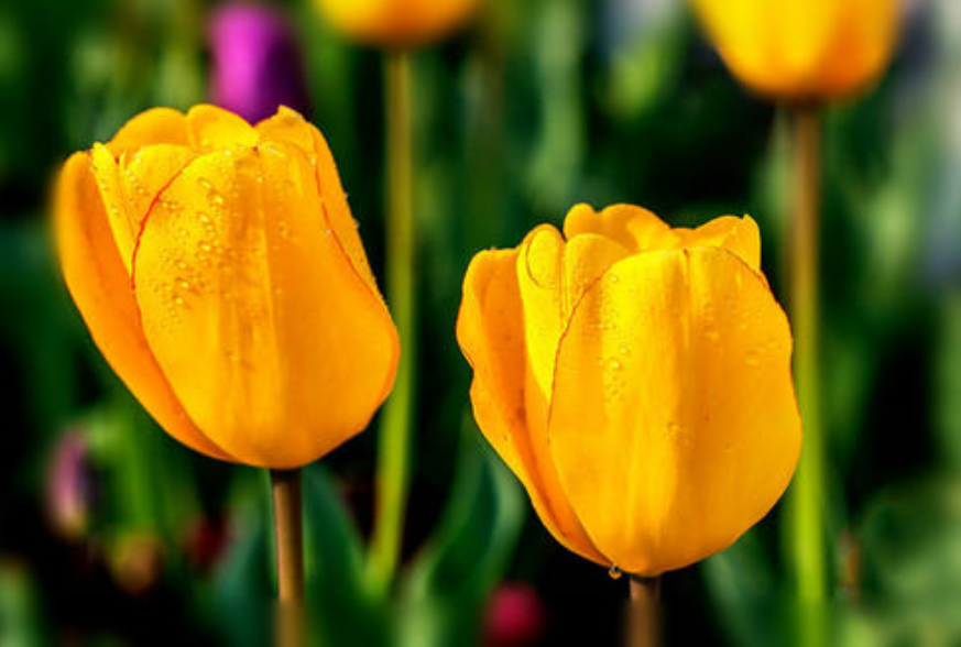 黄色郁金香花语是什么_黄色郁金香花语和寓意