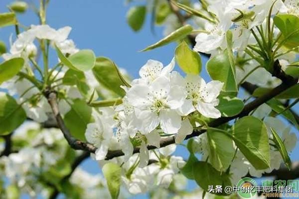 梨花是什么季节开的_梨花的花期和养护