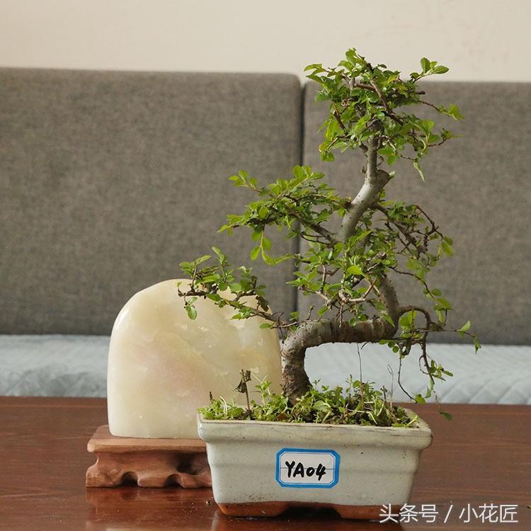 榆树盆景怎样种植_榆树盆景的种植方法