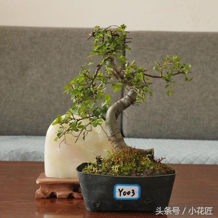 榆树盆景怎样种植_榆树盆景的种植方法