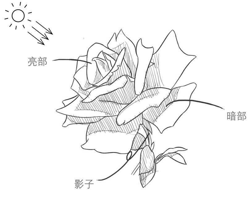 玫瑰花怎么画_玫瑰花的绘画步骤