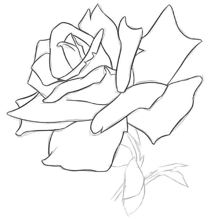 玫瑰花怎么画_玫瑰花的绘画步骤