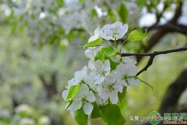 梨花是什么季节开的_梨花的花期和养护