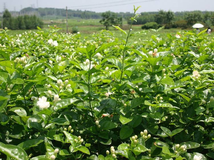 茉莉花指南养殖_茉莉花的养殖方法