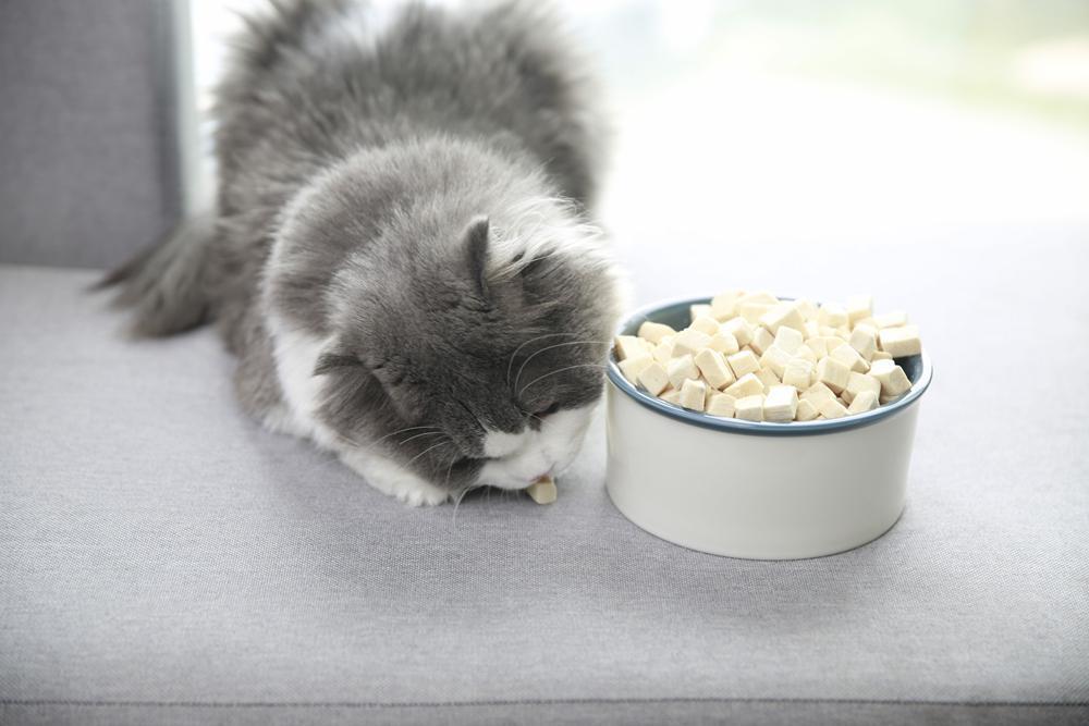 猫最喜欢吃什么_猫喜欢吃的食物介绍