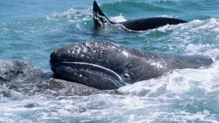 鲸鱼的种类有多少_鲸鱼的种类及特征