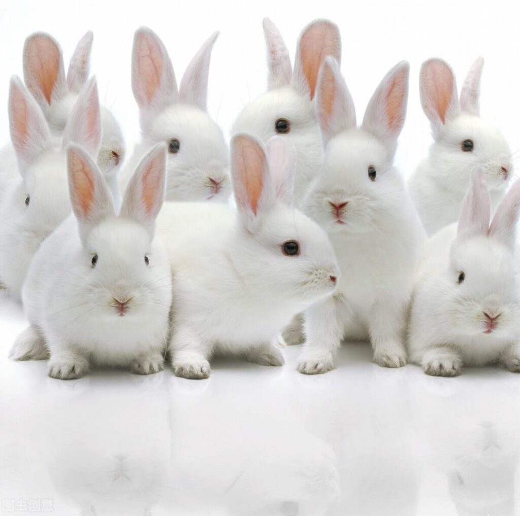 怎样养宠物兔_宠物兔的养殖技巧和注意事项