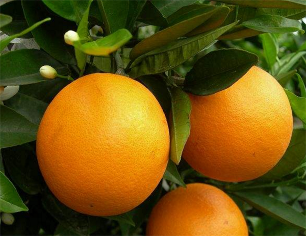 柑橘怎么区分公母_柑橘的公母之分和挑选