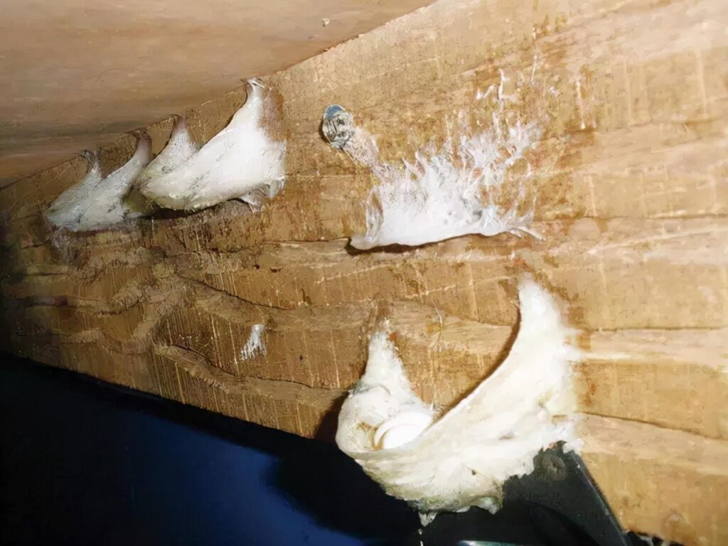 燕窝是怎么样形成的_燕窝的形成和成分