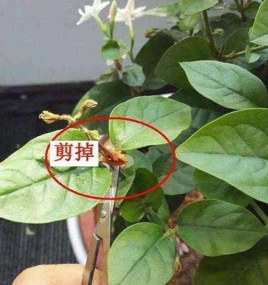 茉莉花指南养殖_茉莉花的养殖方法