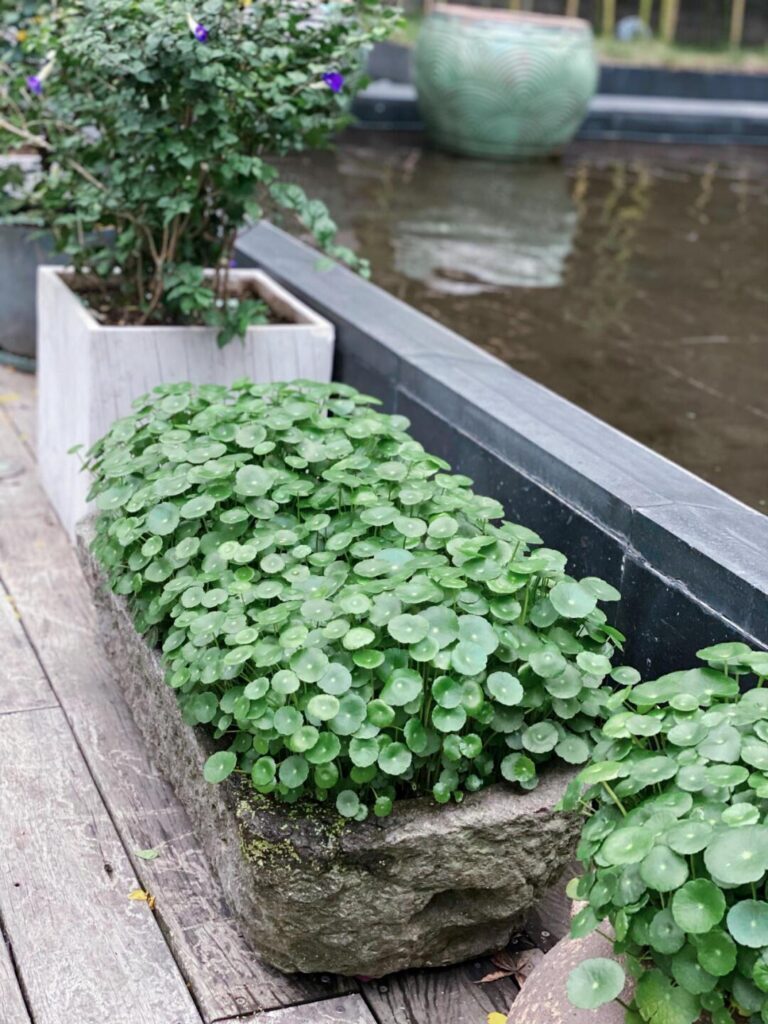 钱串子花有哪些_钱串子的植物种类