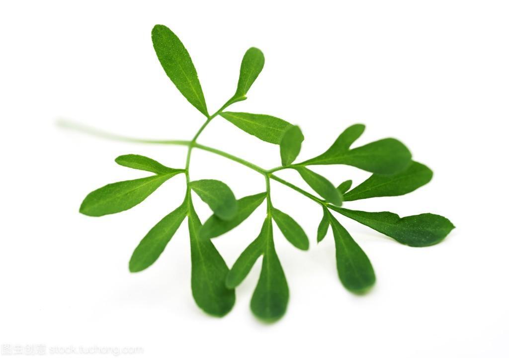 什么是芦丁鸡_芦丁鸡的外貌特征