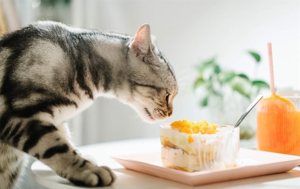 猫最喜欢吃什么_猫喜欢吃的食物介绍