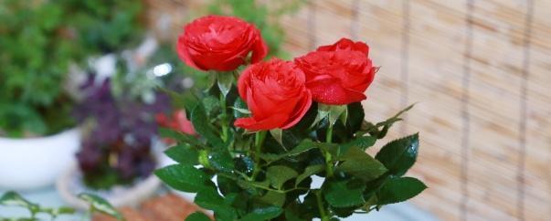 玫瑰花怎么种植，玫瑰花的栽培技术