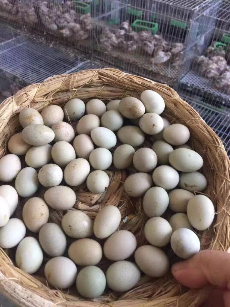 什么是芦丁鸡_芦丁鸡的外貌特征