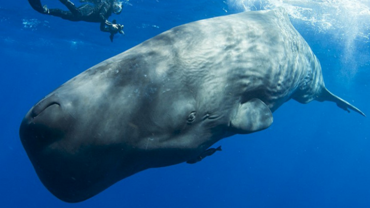 鲸鱼的种类有多少_鲸鱼的种类及特征