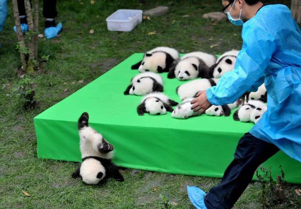 大熊猫为什么是国宝_一文解答