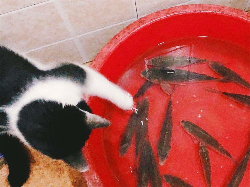 猫吃鱼会卡刺吗_一文解答