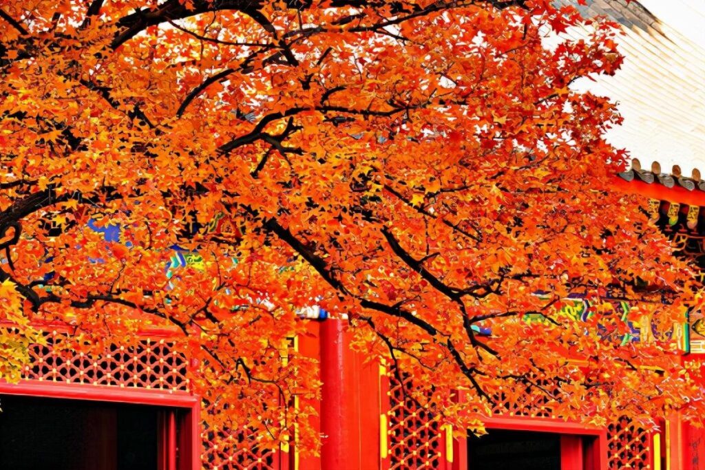 香山在哪里个城市_香山的位置和景色