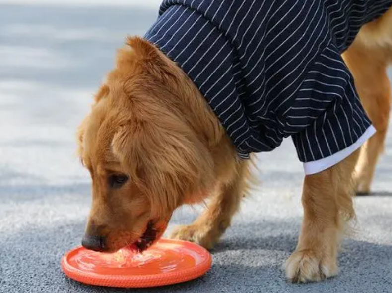 金毛犬怎么养_金毛犬的饲养经验