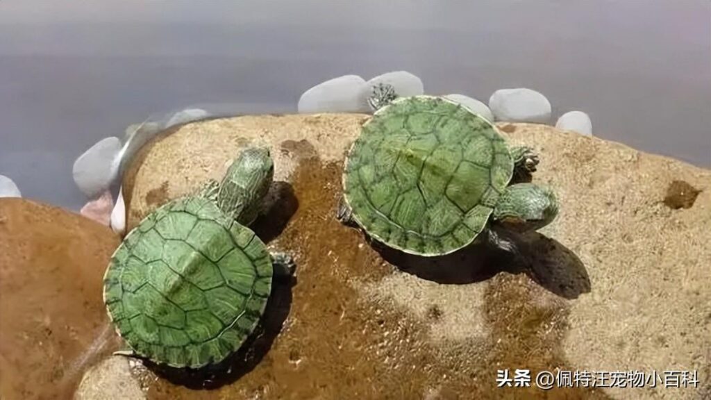 巴西龟怎么养_巴西龟的养殖技巧
