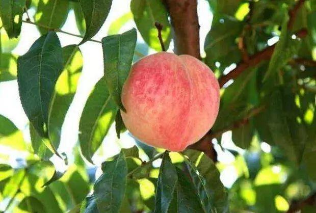 桃树怎么种_桃树的种植方法