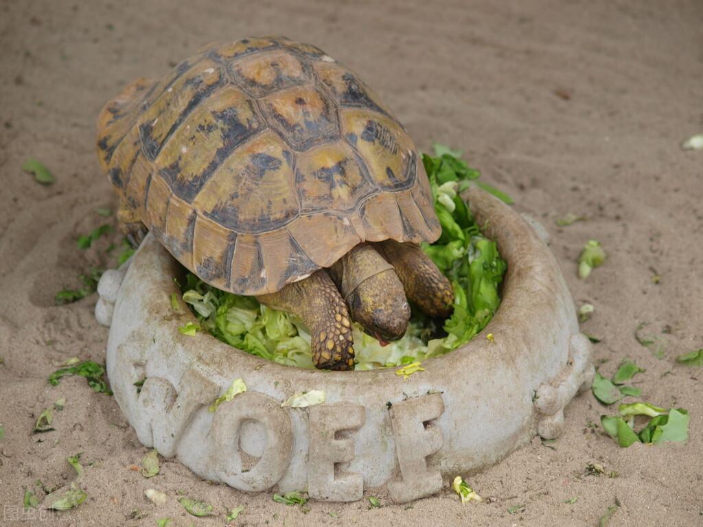 小乌龟吃什么_小乌龟的喂养方法