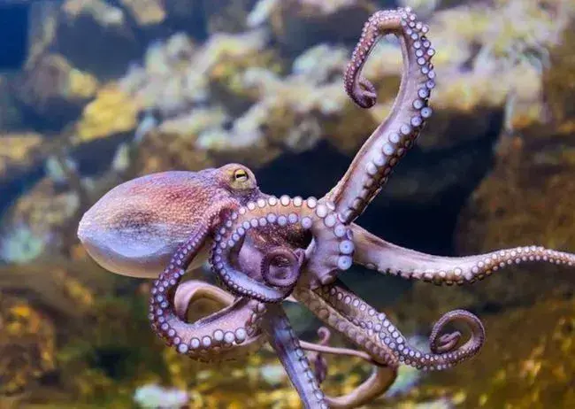 章鱼为什么是外星生物_章鱼的复杂基因