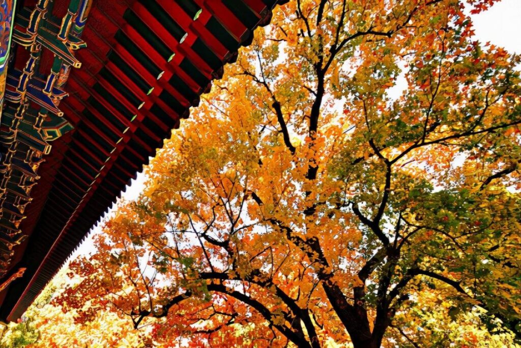 香山在哪里个城市_香山的位置和景色