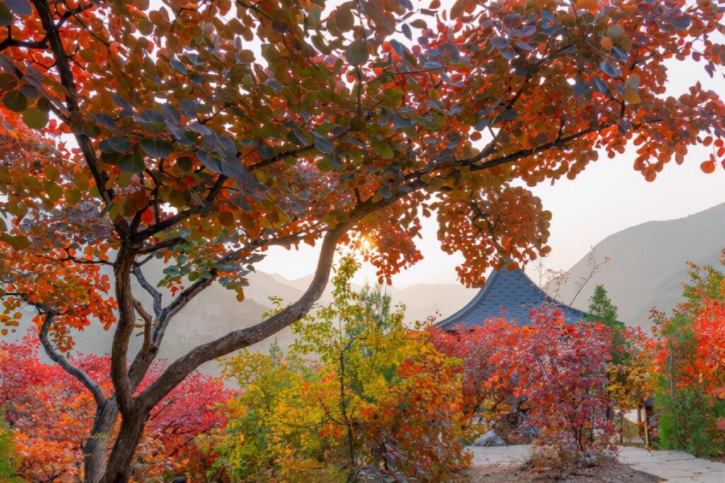 香山在哪里个城市_香山的位置和景色