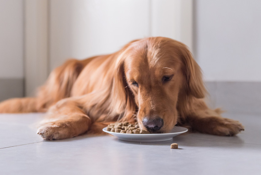 金毛犬怎么养_金毛犬的饲养经验