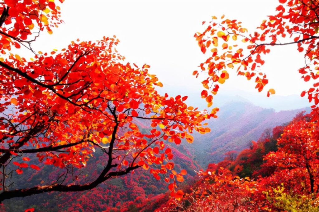 香山在哪里个城市_香山的位置和景色