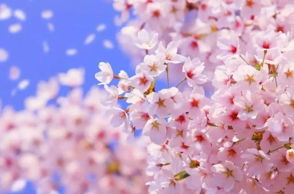 樱花花语是什么_樱花的花语和寓意