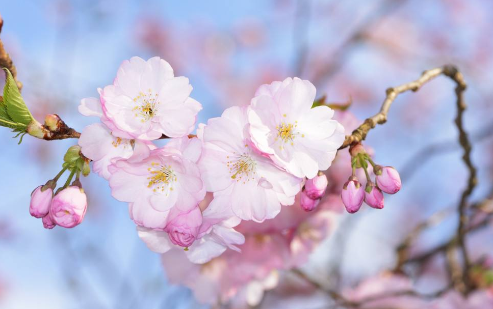 樱花花语是什么_樱花的花语和寓意