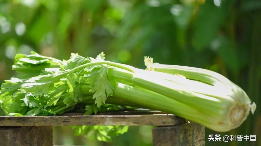 芹菜有什么功效_芹菜的功效和营养价值