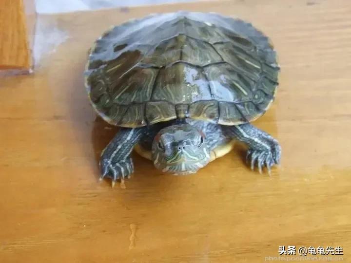 巴西龟怎么养_巴西龟的饲养方法