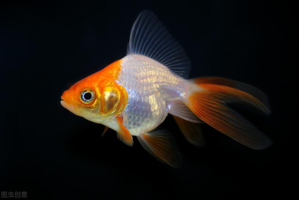 金鱼怎么养及喂养，金鱼的饲养方法和注意事项
