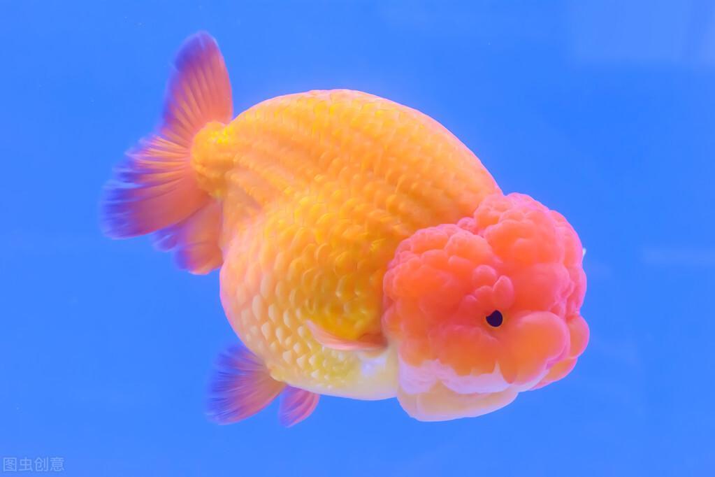 金鱼怎么养及喂养，金鱼的饲养方法和注意事项