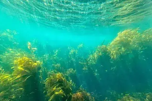 地球上现存最古老的生物是什么_一文解答