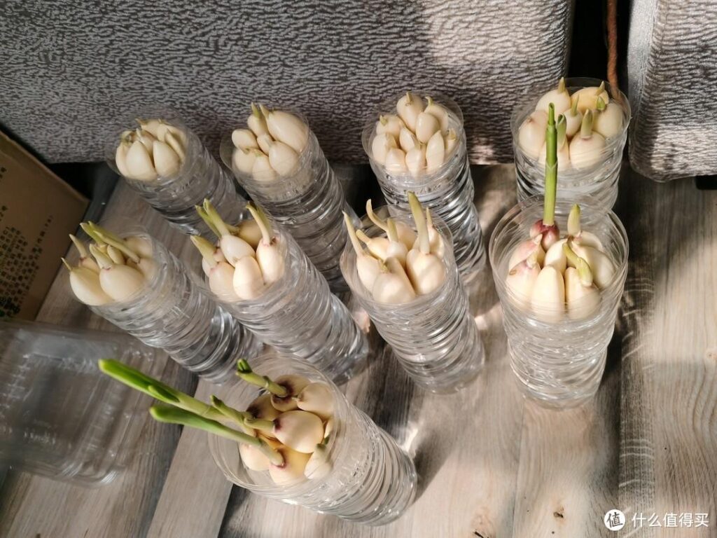 阳台大蒜怎么种_阳台大蒜的种植方法