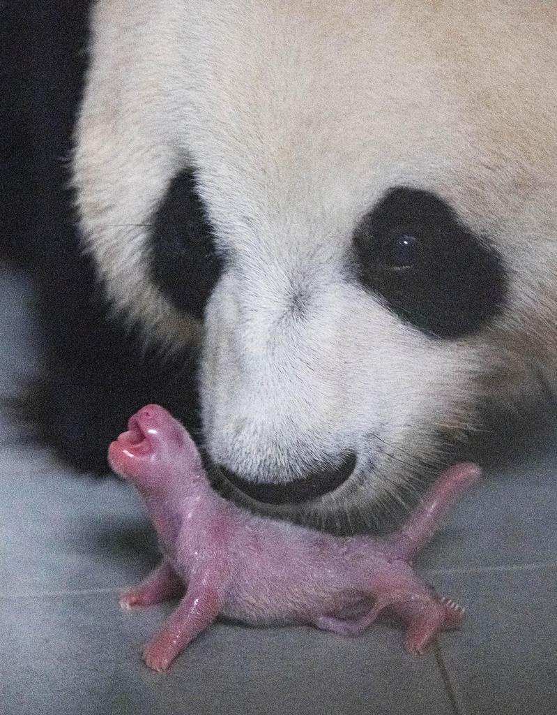 大熊猫为什么是国宝_一文解答
